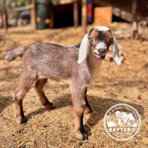 Rafter O Scarlet Hedgenettle "Etta" - Mini Nubian Doeling