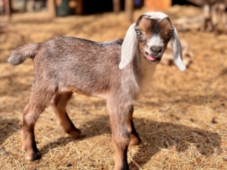 Rafter O Scarlet Hedgenettle "Etta" - Mini Nubian Doeling