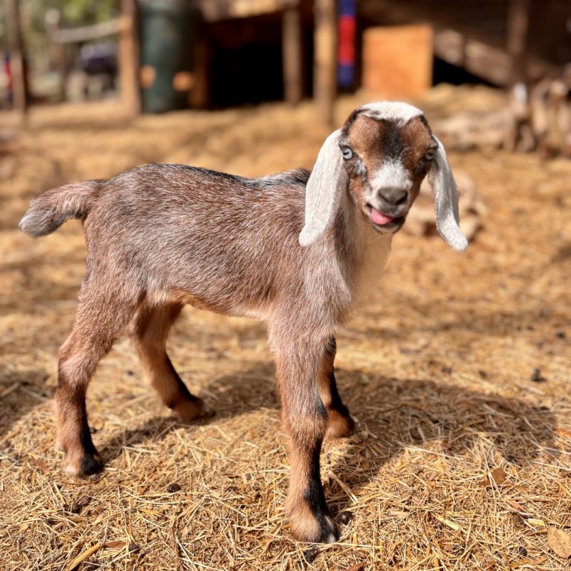 Rafter O Scarlet Hedgenettle "Etta" - Mini Nubian Doeling