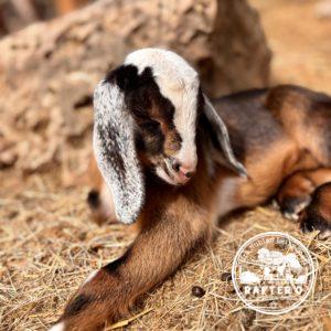 Rafter O Sideoats Grama "Sid" - Mini Nubian Buckling