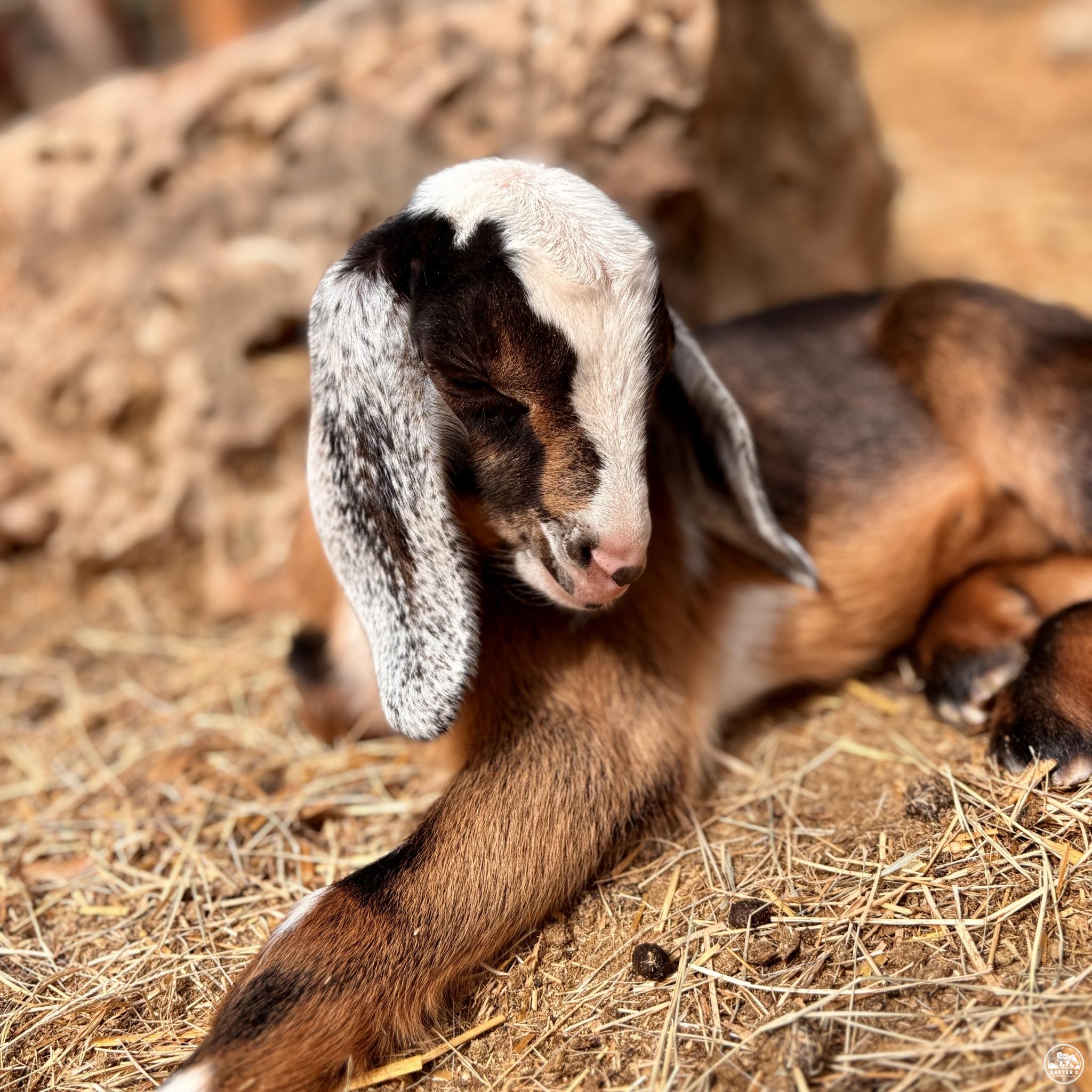 Rafter O Sideoats Grama "Sid" - Mini Nubian Buckling