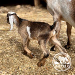 Rafter O Little Bluestem "Stew" - Mini Nubian Buckling
