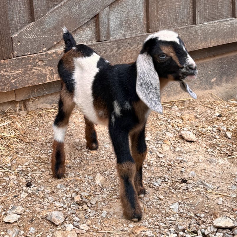 Rafter O Painted Lady - Mini Nubian doeling Rafter O Painted Lady - Mini Nubian doeling