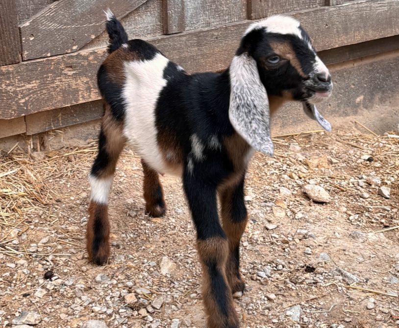 Rafter O Painted Lady - Mini Nubian doeling