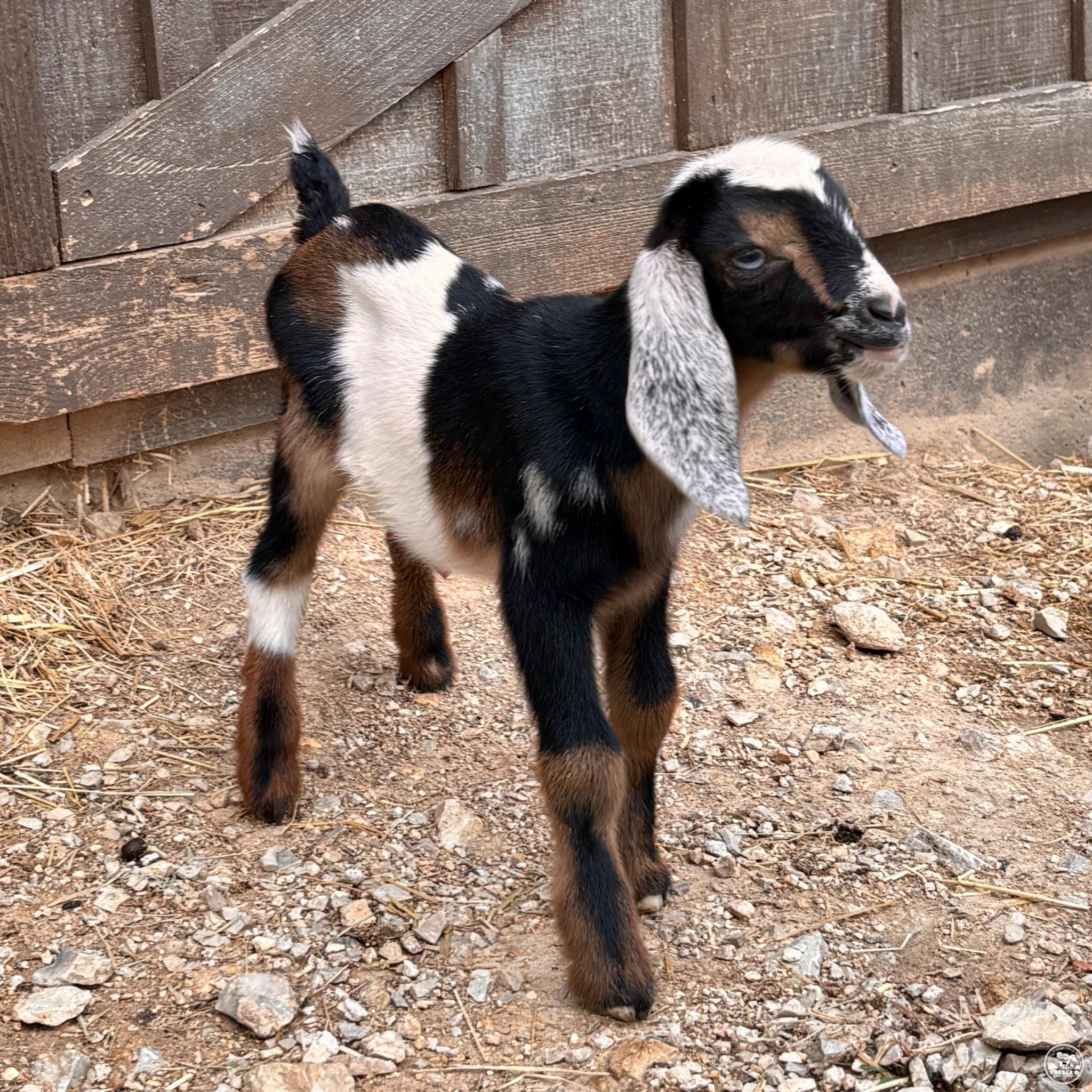 Rafter O Painted Lady - Mini Nubian doeling