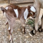 View Rafter O Canyon Towhee 