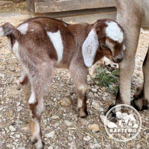 Rafter O Canyon Towhee - Mini Nubian buckling