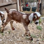 View Rafter O Brown Thrasher 