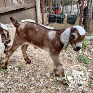 Rafter O Brown Thrasher - Mini Nubian buckling
