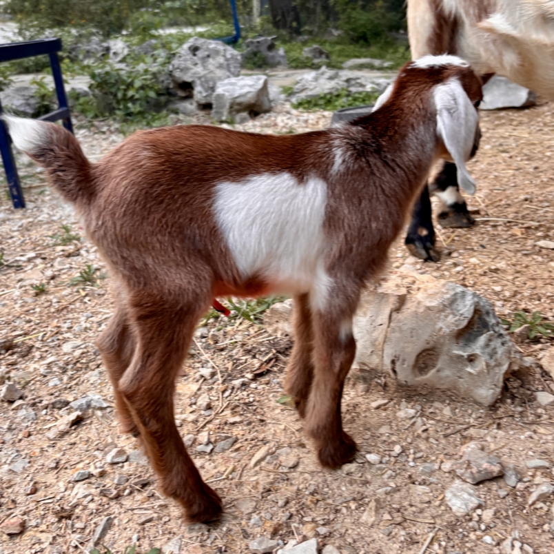 Rafter O Texas Winecup "Winnie" - Mini Nubian doeling