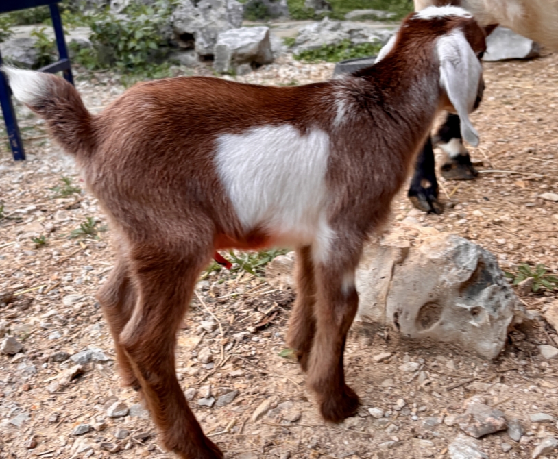 Rafter O Texas Winecup "Winnie" - Mini Nubian doeling