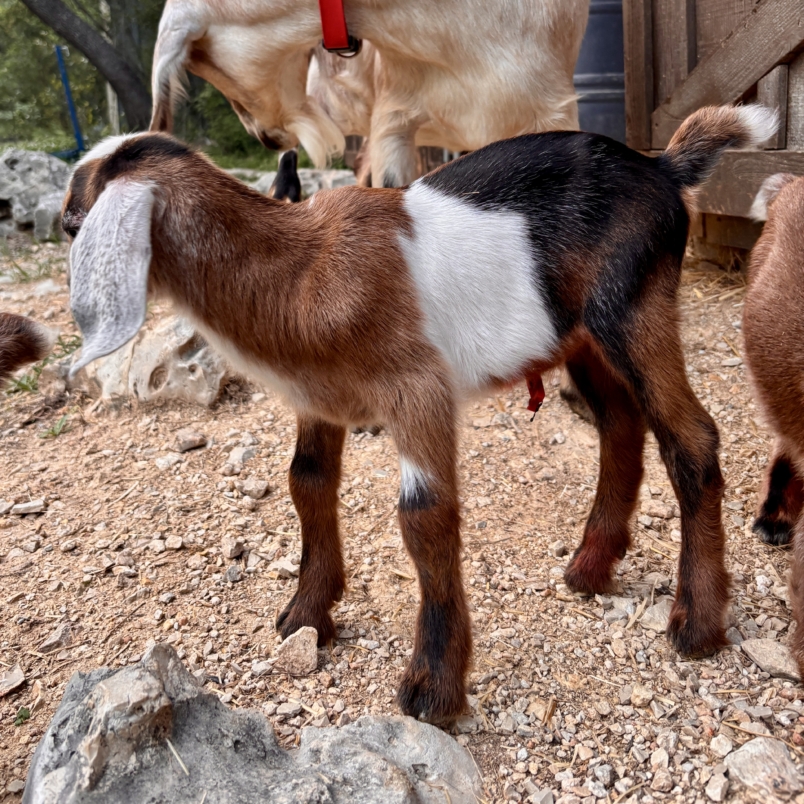 Rafter O Purple Horsemint "Doc" - Mini Nubian buckling