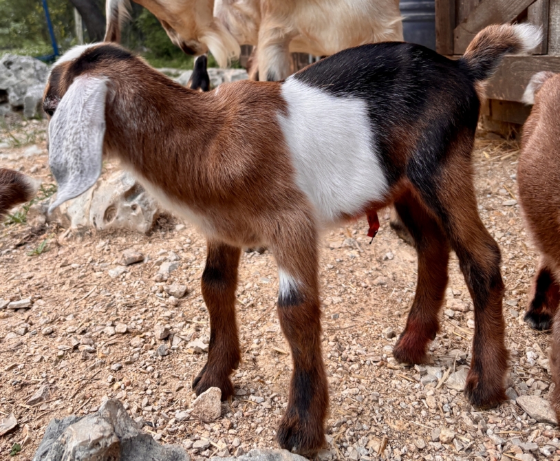 Rafter O Purple Horsemint "Doc" - Mini Nubian buckling