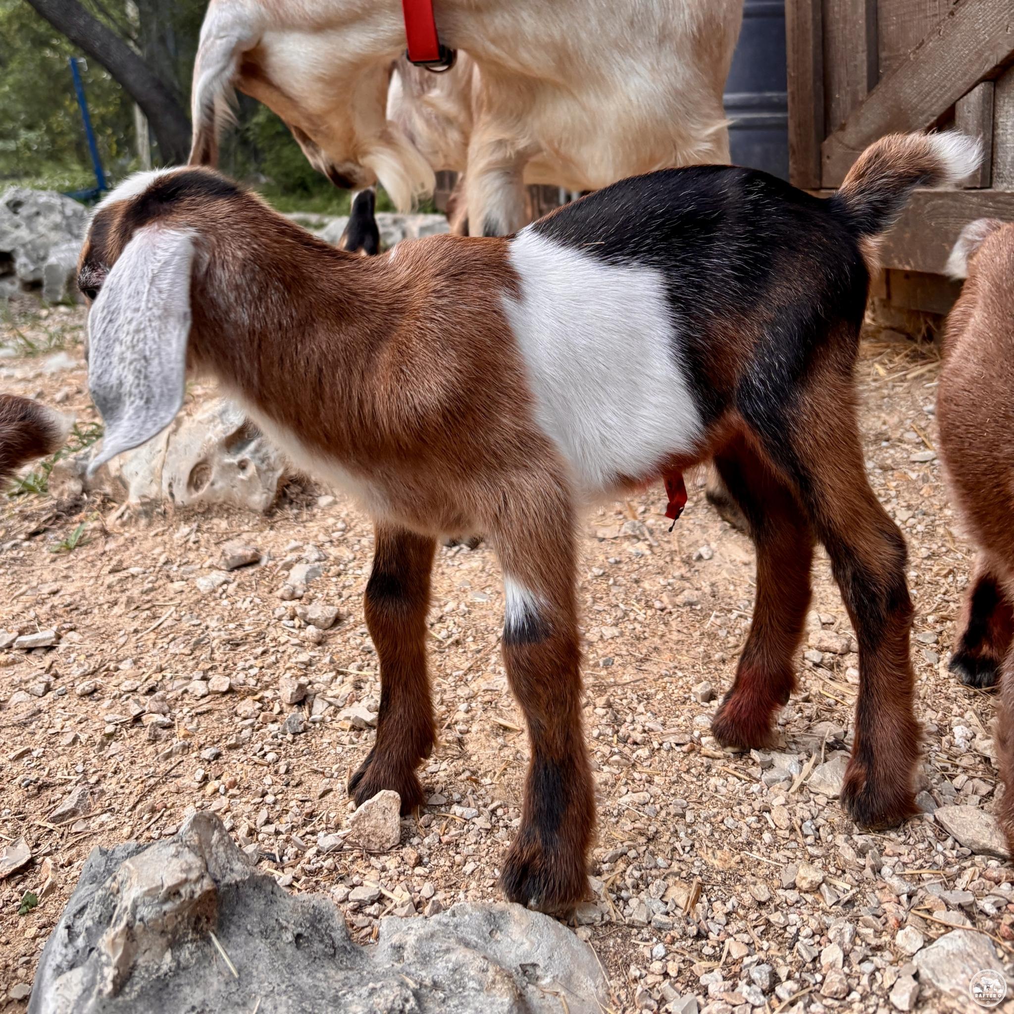 Rafter O Purple Horsemint "Doc" - Mini Nubian buckling