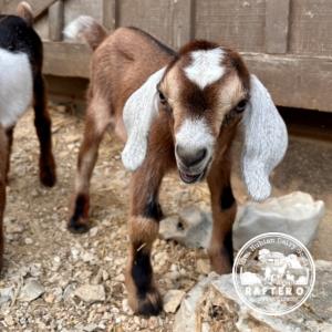 Rafter O Texas Mesquite "Kit" - Mini Nubian buckling