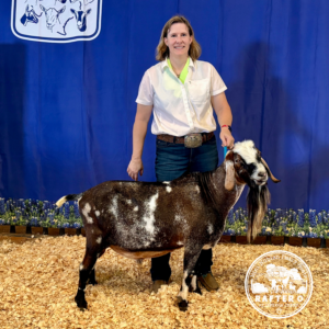 Blackberry's BQ Frozen Tundra *B - Mini Nubian Buck