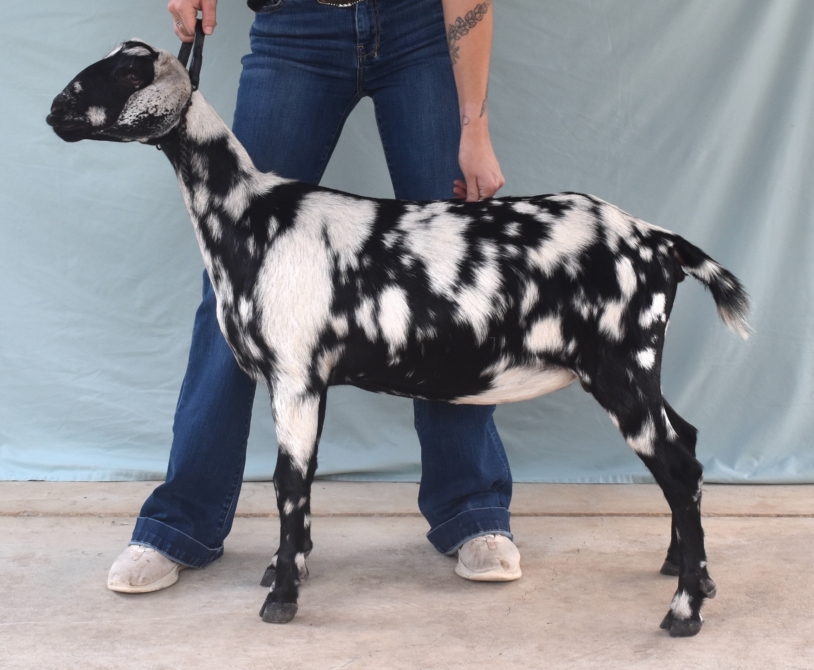 Rafter O Morning Glory - Mini Nubian Doe
