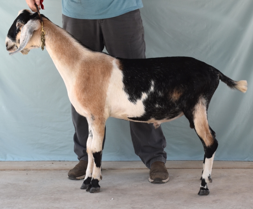 Rafter O Midnight Hematite "Hemi" - Mini Nubian Buck