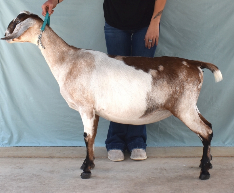 Rafter O Pearl Milkweed Vine - Mini Nubian Doe