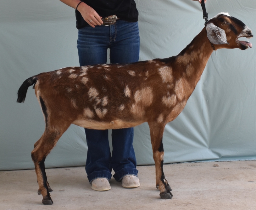 Rafter O Western Tansymustard - Mini Nubian Doe