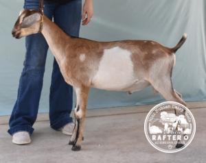 Rafter O Canyon Towhee "Toby" - Mini Nubian Buck